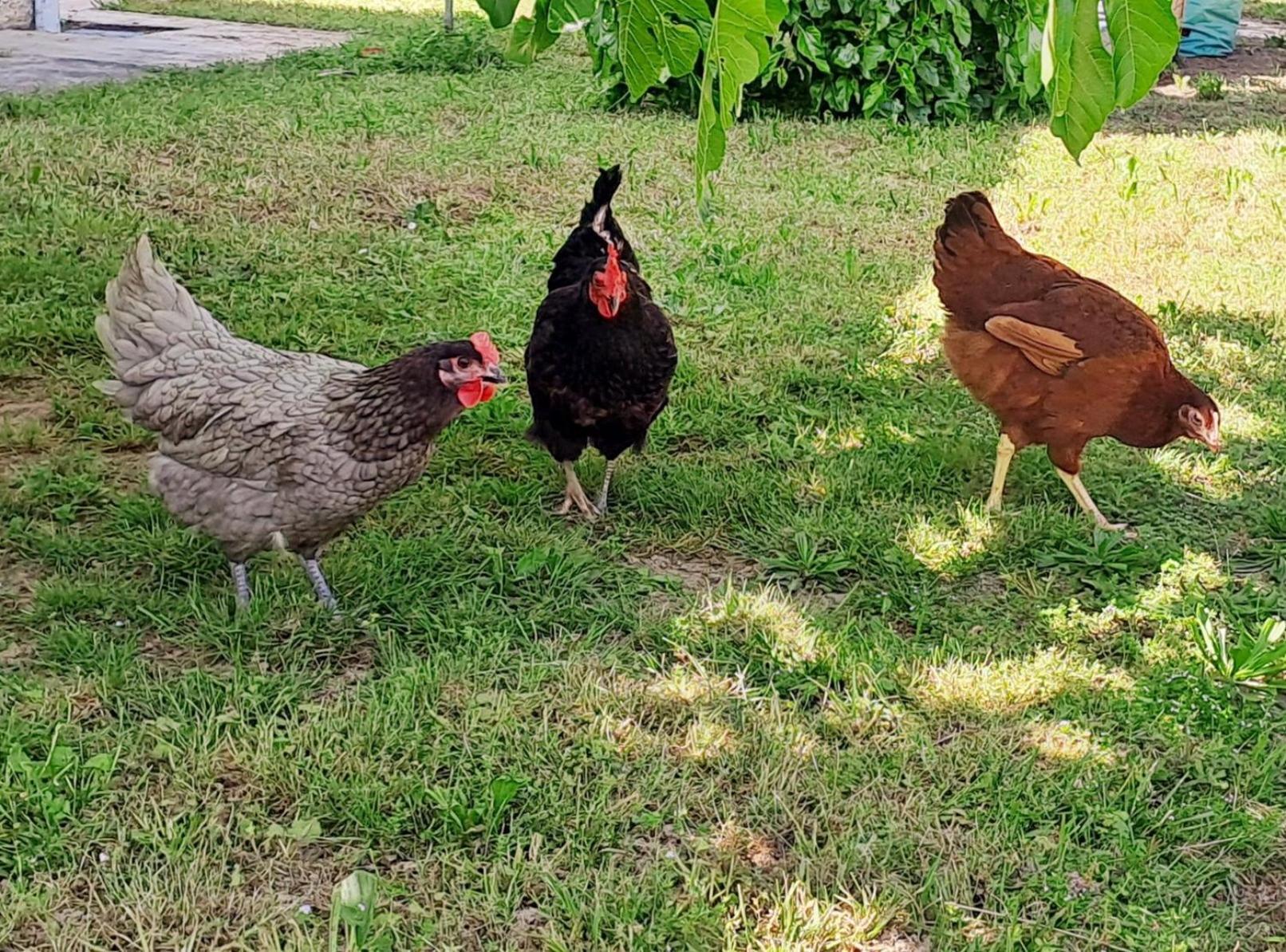 Les Gites De Lescurou Limogne-en-Quercy Buitenkant foto